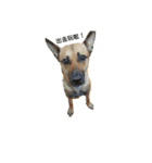 The story of two dogs and bird（個別スタンプ：28）