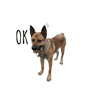The story of two dogs and bird（個別スタンプ：30）