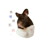 Hamster - Shazer（個別スタンプ：1）