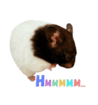 Hamster - Shazer（個別スタンプ：24）