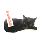 cats murmur（個別スタンプ：1）