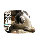 cats murmur（個別スタンプ：2）