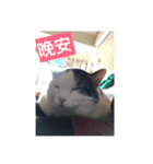 cats murmur（個別スタンプ：3）