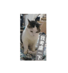 cats murmur（個別スタンプ：4）