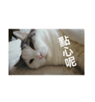 cats murmur（個別スタンプ：5）