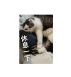 cats murmur（個別スタンプ：6）