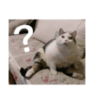 cats murmur（個別スタンプ：8）