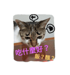 my cat sooo  Q（個別スタンプ：7）