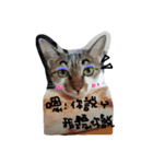 my cat sooo  Q（個別スタンプ：11）