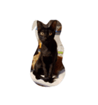 thecats（個別スタンプ：2）
