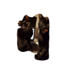 thecats（個別スタンプ：5）