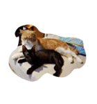 thecats（個別スタンプ：6）