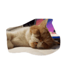 thecats（個別スタンプ：11）