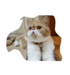 thecats（個別スタンプ：12）