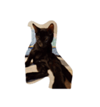 thecats（個別スタンプ：13）