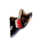 thecats（個別スタンプ：15）