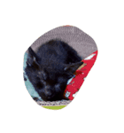 thecats（個別スタンプ：16）