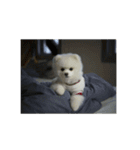 Doki Doggie（個別スタンプ：3）