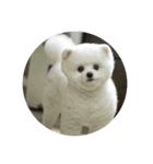 Doki Doggie（個別スタンプ：10）