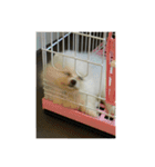 Doki Doggie（個別スタンプ：13）