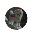 Doki Doggie（個別スタンプ：15）