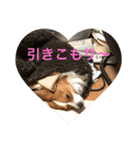 パピヨンの樹里スタンプ（個別スタンプ：3）