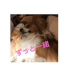 パピヨンの樹里スタンプ（個別スタンプ：5）
