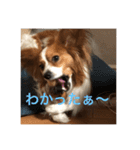 パピヨンの樹里スタンプ（個別スタンプ：7）