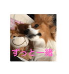 パピヨンの樹里スタンプ（個別スタンプ：14）