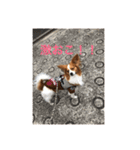 パピヨンの樹里スタンプ（個別スタンプ：15）