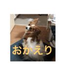 パピヨンの樹里スタンプ（個別スタンプ：16）