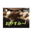 パピヨンの樹里スタンプ（個別スタンプ：20）