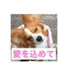 パピヨンの樹里スタンプ（個別スタンプ：22）