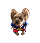 Jordan dog（個別スタンプ：1）