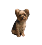Jordan dog（個別スタンプ：3）