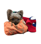 Jordan dog（個別スタンプ：4）