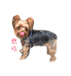 Jordan dog（個別スタンプ：5）