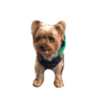 Jordan dog（個別スタンプ：7）