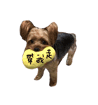 Jordan dog（個別スタンプ：8）