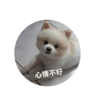 Yinjia's Baby puppy（個別スタンプ：8）