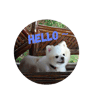 Yinjia's Baby puppy（個別スタンプ：11）