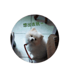 Yinjia's Baby puppy（個別スタンプ：12）