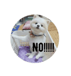 Yinjia's Baby puppy（個別スタンプ：13）
