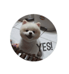 Yinjia's Baby puppy（個別スタンプ：16）