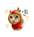 Ahfatcat diary（個別スタンプ：1）