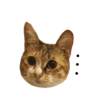Ahfatcat diary（個別スタンプ：2）