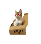 Ahfatcat diary（個別スタンプ：3）
