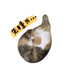 Ahfatcat diary（個別スタンプ：4）