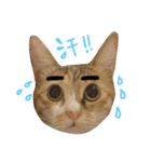 Ahfatcat diary（個別スタンプ：5）