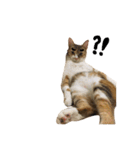 Ahfatcat diary（個別スタンプ：6）